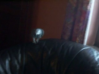 kirikou mon gris du Gabon