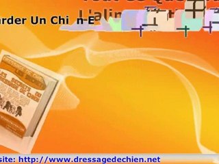 Dressage De Chien, Les secrets de pro pour bien le dresser v