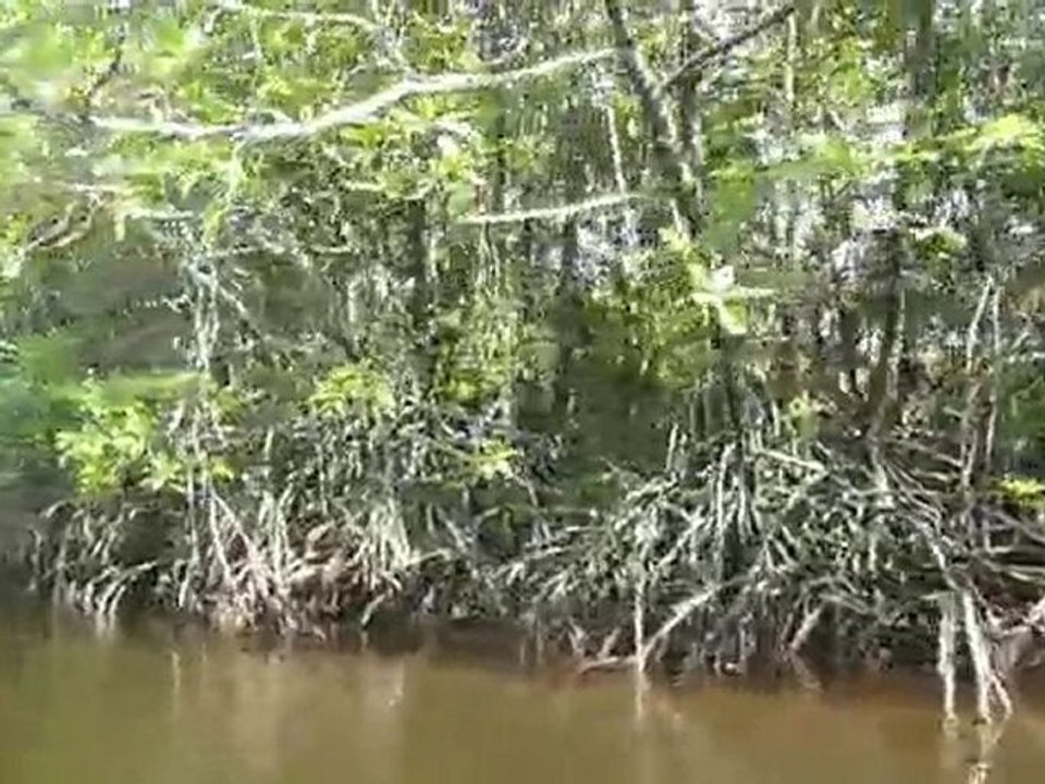 Mon Bayou Malaisien