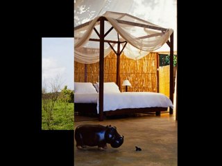 Let Us Create Your Dream South Africa Safari