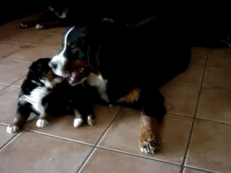 portée chaplyn x djazz 2010 - funky et Edge