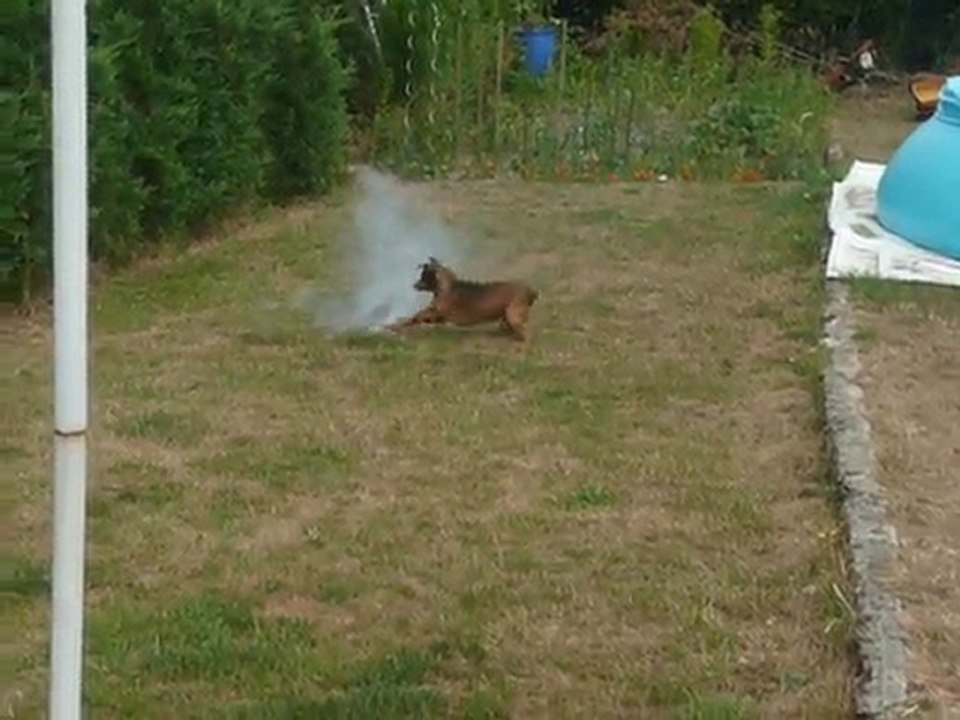 Mon chien