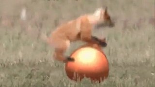 Funny Dogs Do Crazy Things_01