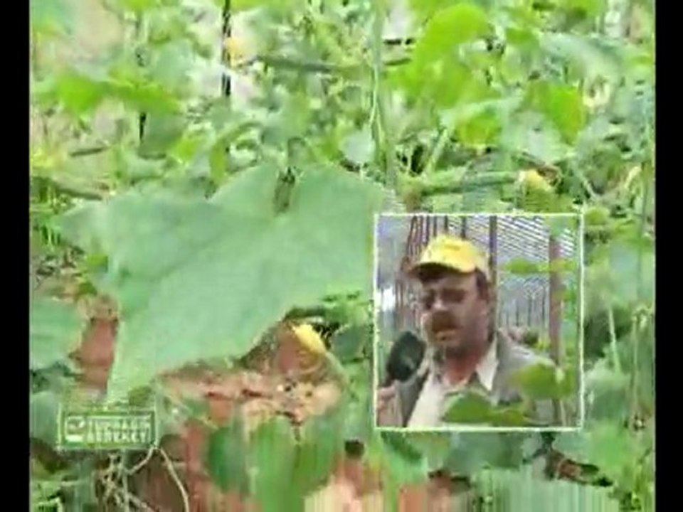 M.O.G Organik Sıvı Gübre - Antalya Salatalık Serası