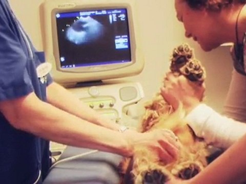 Djurdoktor Skåne Län Helsingborg Din Veterinär ...