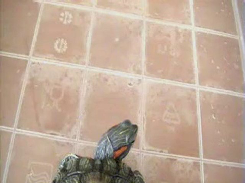 KAHİN KAPLUMBAĞA Mustafa bjk-vikingur maçı tahmini yaptı