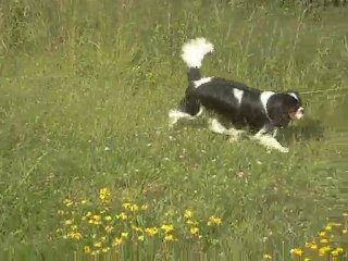 Eyes Wide Shut of Sévijean's, 1 an, Cavalier King Charles