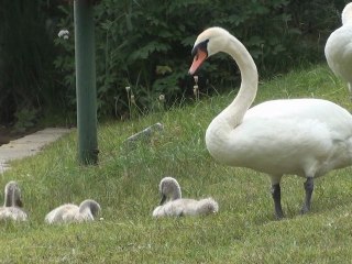 Sommer im Allgäu: Schwan & Kuh – Ein bezaubernder Musiktraum 🎶