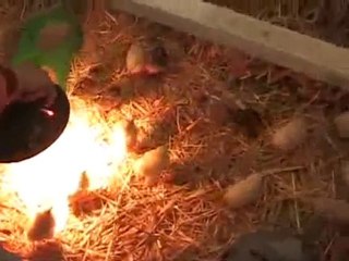 Elevage Doudou Montage