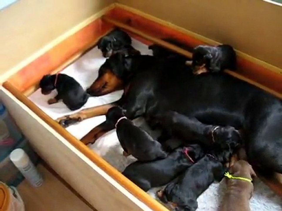 Les p'tites terreurs!