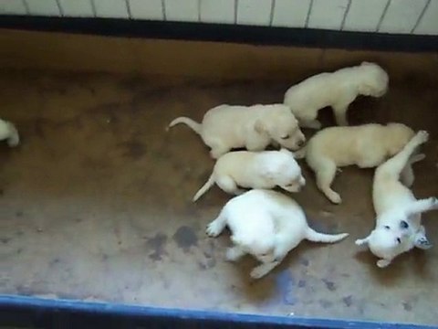 chiots labradors juillet 2010