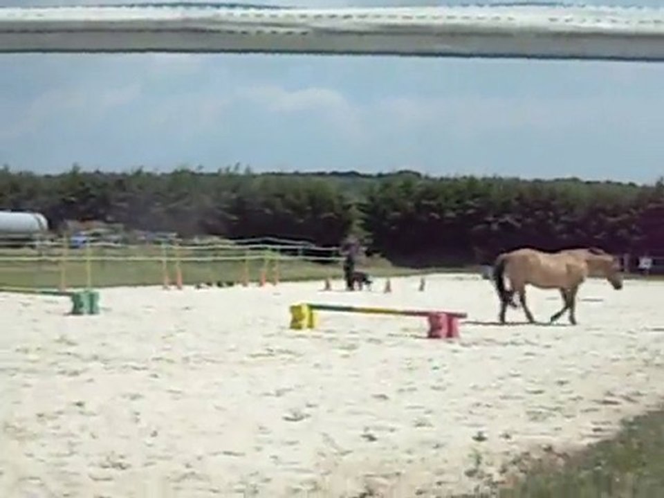 Beauceronne Ta'Izz avec un cheval, Jackpot