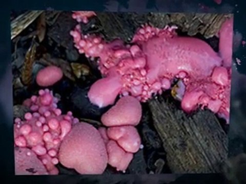 Symptoms of Slime Mold Salisbury Mills NY