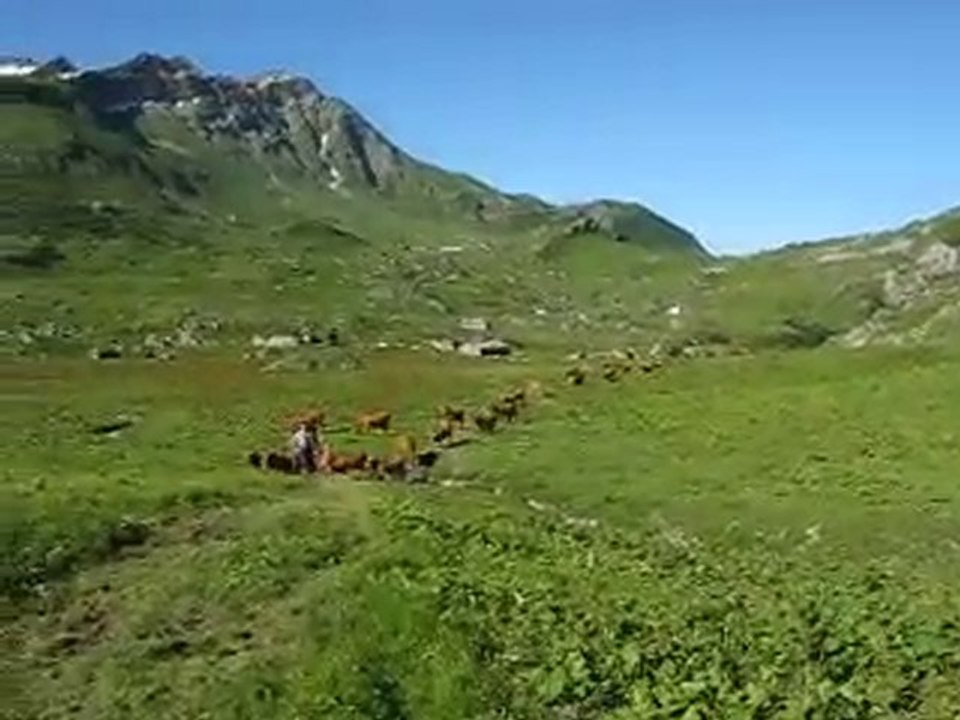 Vaches vers le plan de la Lai