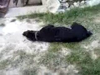 mon chien version foufou