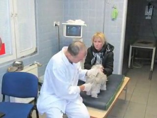 Gabinet Weterynaryjny Szczecin Lecznica Dla Zwierzat