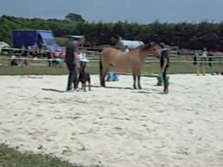 beauceron et cheval 2