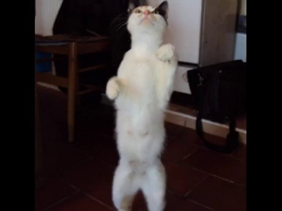 toute la journée des animaux exciter hoo yeah!!3