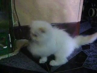 بسم الله ماشاء الله