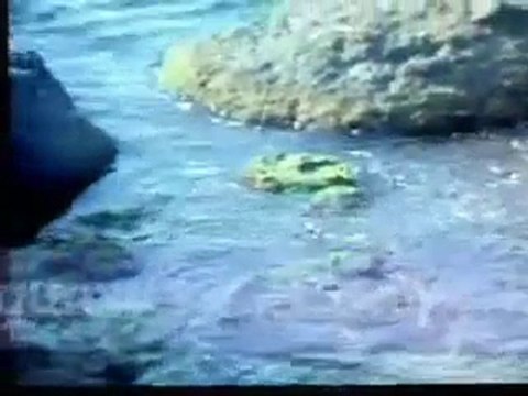 müslüm gürses tanrı istemezse