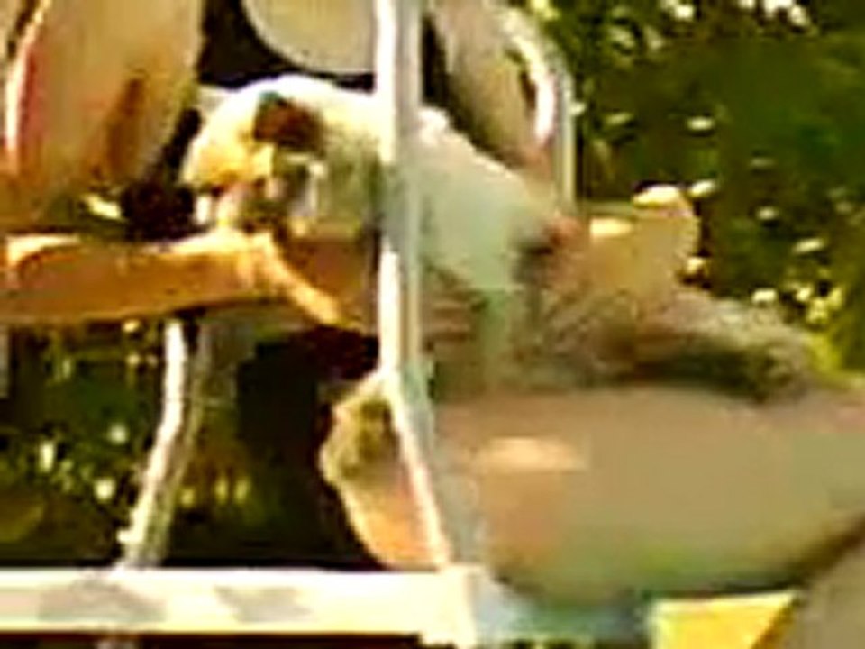 Manon veut mettre le chat dans la piscine !