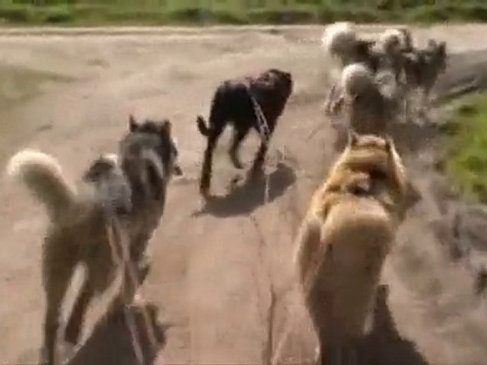 Les malamutes de Pouldreuzic