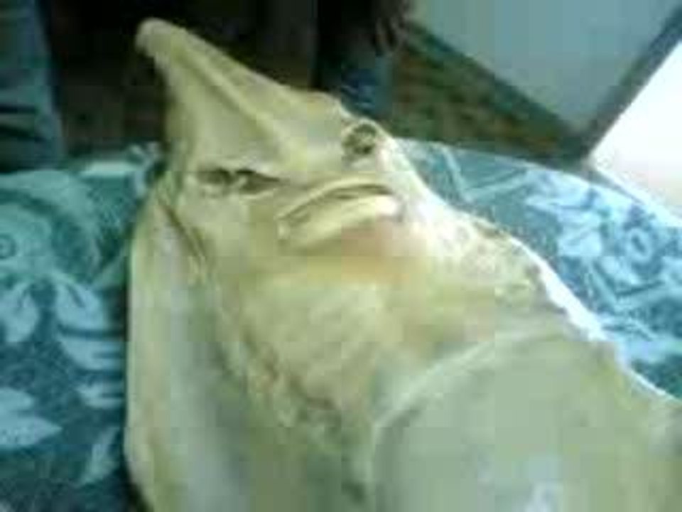3arous el bahr(01)