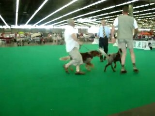 Meilleur de race Picard championnat de France 2010