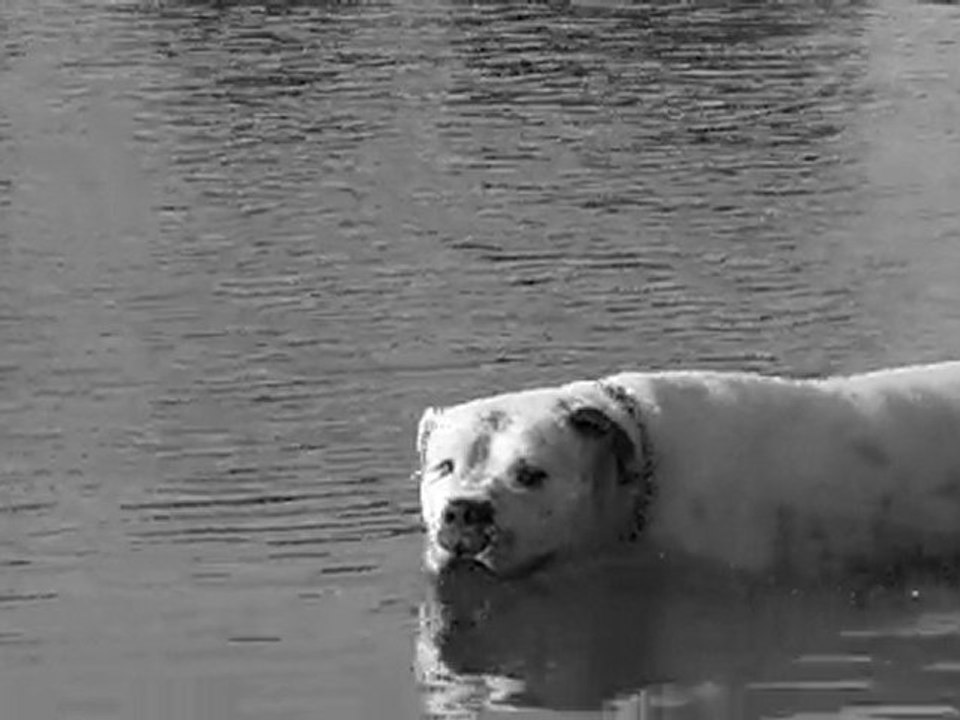 darwin le boulam & la balise