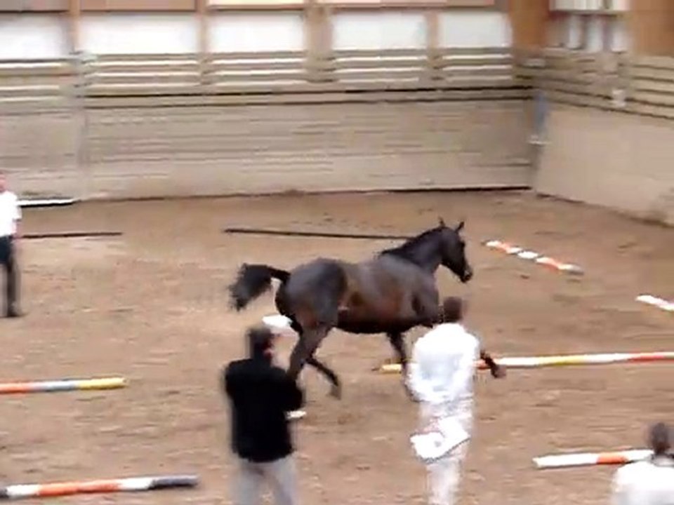 france dressage 14 juillet 2010 ploermel