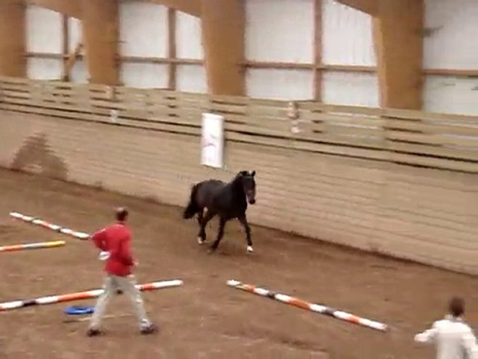 france dressage 14 juillet 2010 ploermel