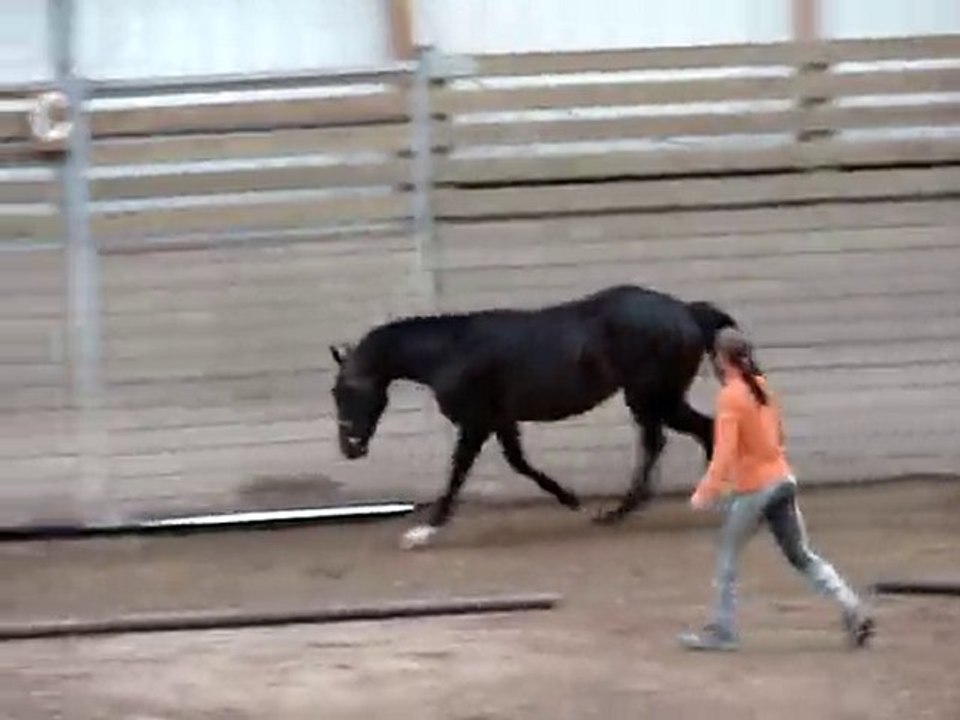france dressage 14 juillet 2010 ploermel