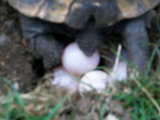 ponte tortue 14 07 2010