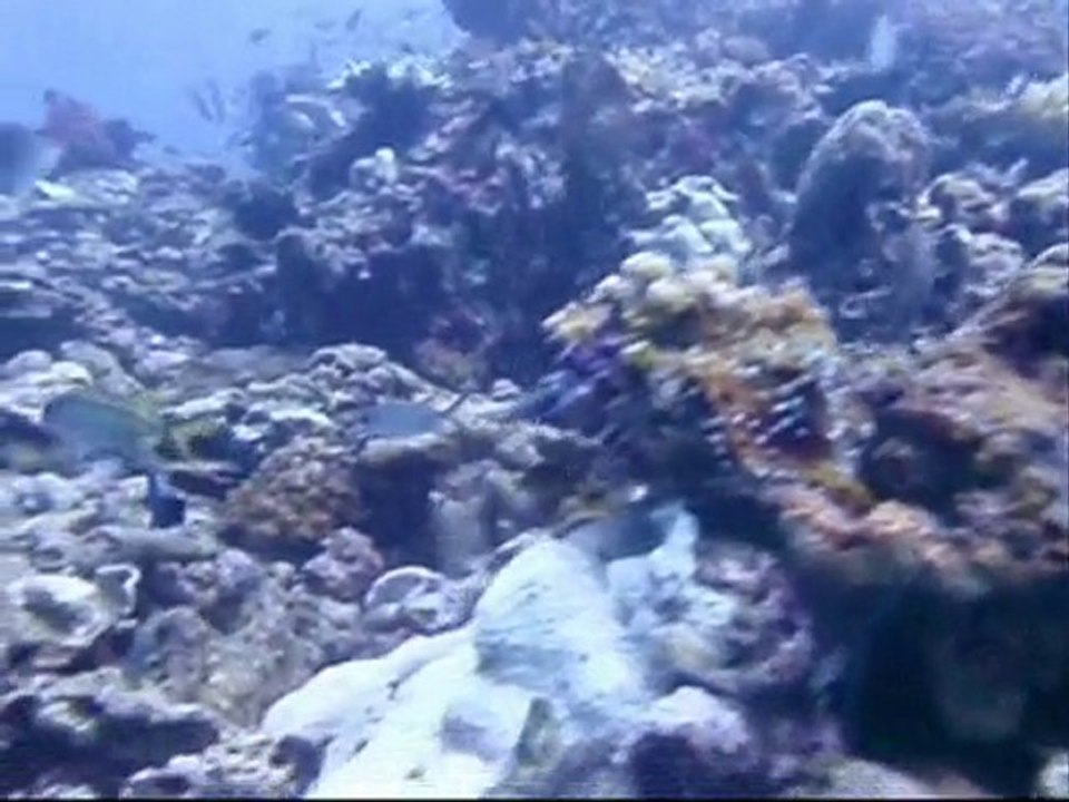 1st dive tortues version longue