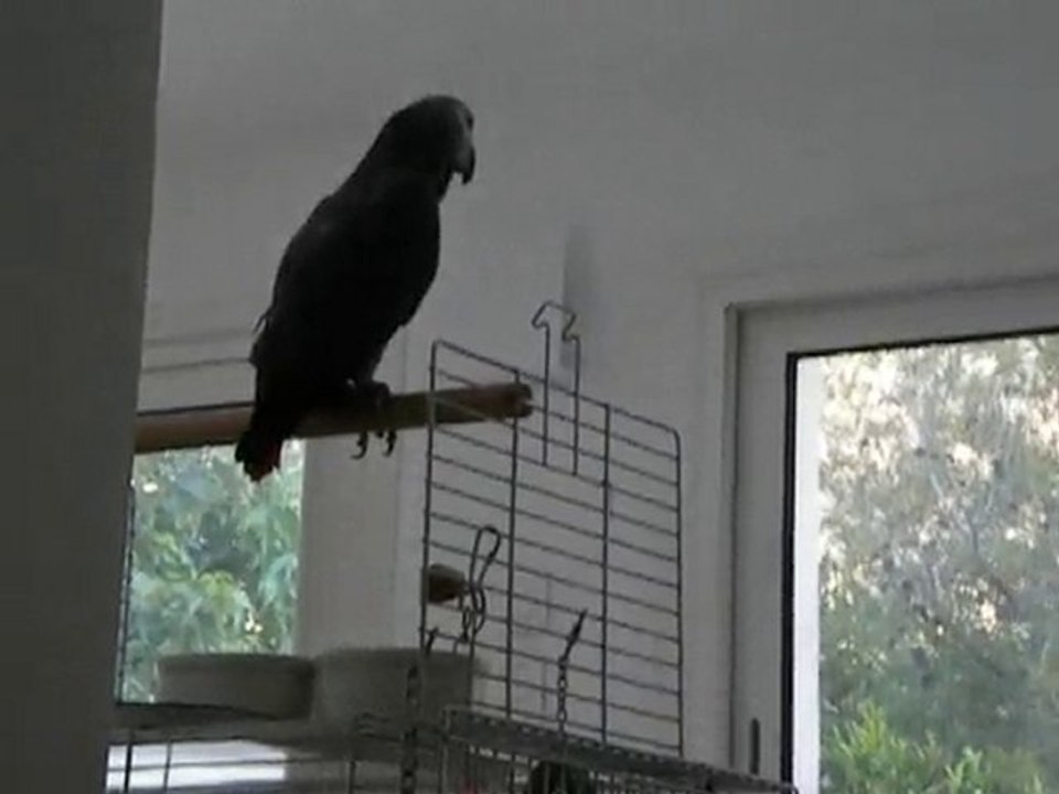 maki chante, fait le chien et le chat