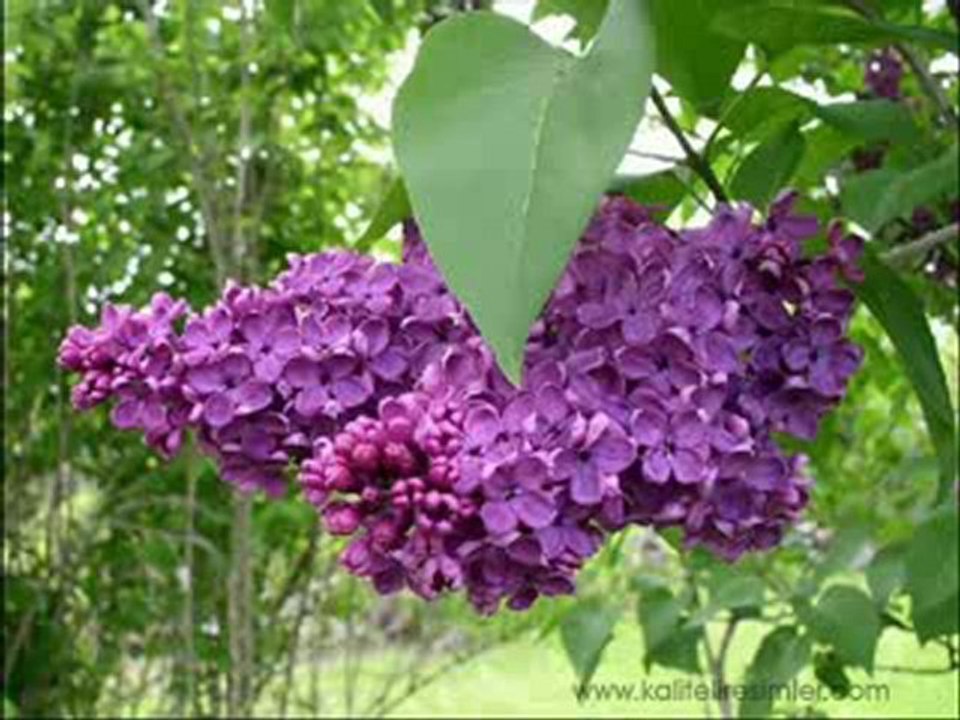 ORHAN GENCEBAY - SEVEMEDİM KARA GÖZLÜM