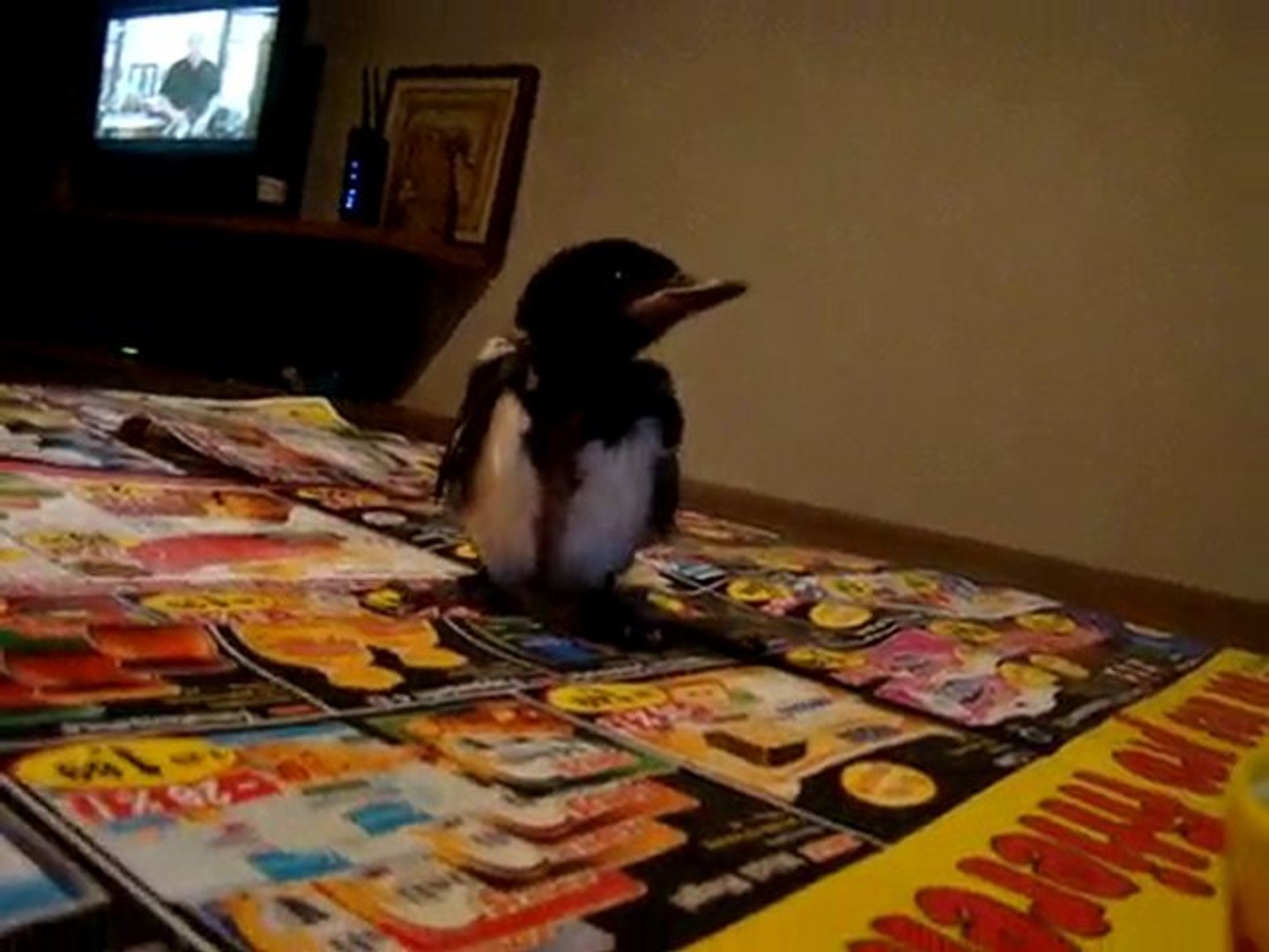 Bebe Pie Video Dailymotion