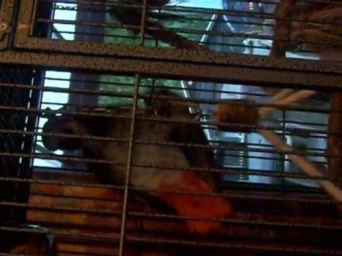 Kirikou mon gris du Gabon se fait sa séance de gymnastique