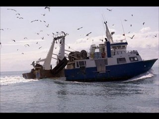 Les Mouettes Camarguaises
