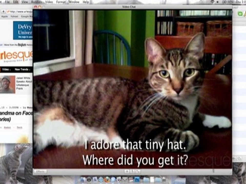 Cat Chat with Kitten Wearing a Tiny Hat and Speedo