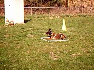 education canine 1