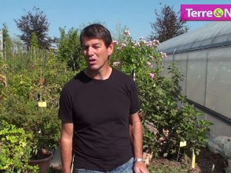 Prendre soin de ses rosiers au fil de l'année!