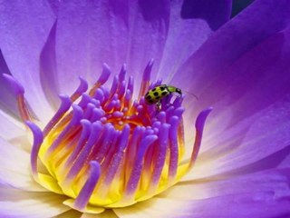 hijab 4  محاضرة بعنوان الحجاب وخطر التبرج للأخت الداعية رجاء