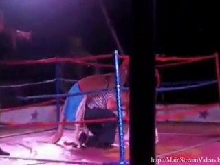 Boxing Kangaroo Owns Woman