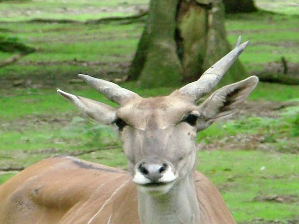 Trois cousins au zoo