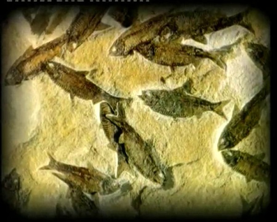 LA CHUTE DU DARWINISME ET LA CRÉATION - 3/4