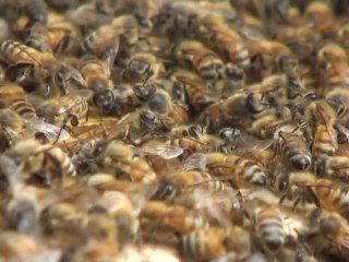 Honeybees, rooftop rice keep biodiversity alive in Tokyo