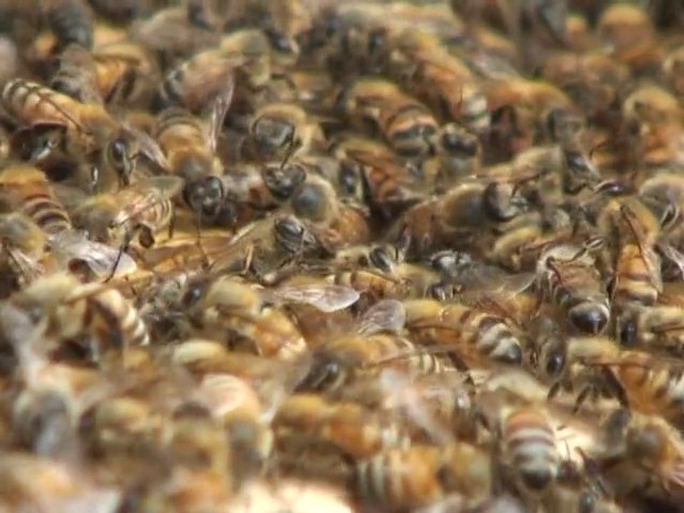 Honeybees, rooftop rice keep biodiversity alive in Tokyo