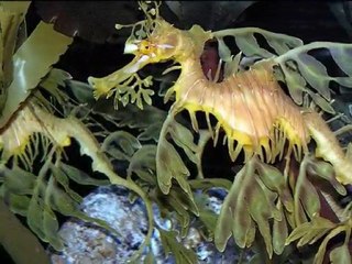 ANNIE BROCOLI Oceane