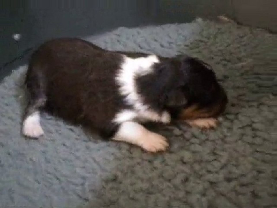 Chiots à 8 jours.